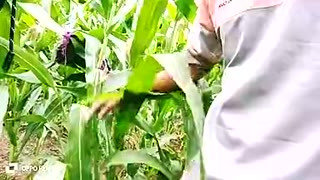 During The Rainy Season Both Of Us Friends Went To The Corn Field And Had Fun - Hindi Voice
