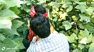 Indian Threesome Gay Field Movie A Unique Story Of A Farming Farmer And A Biker In Hindi With City Boy And Sugar Cane